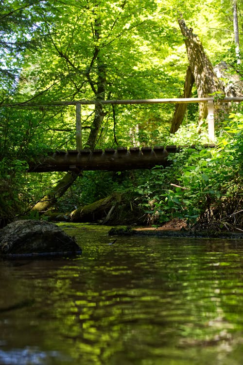 Free stock photo of blue water, bridge, forest