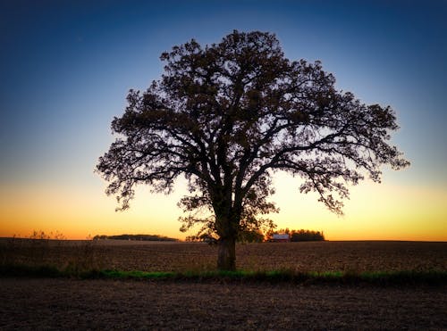 Základová fotografie zdarma na téma hřiště, orná půda, strom