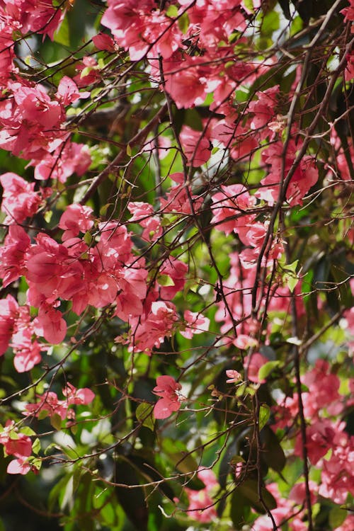 Tree Blooming with Red Flowers