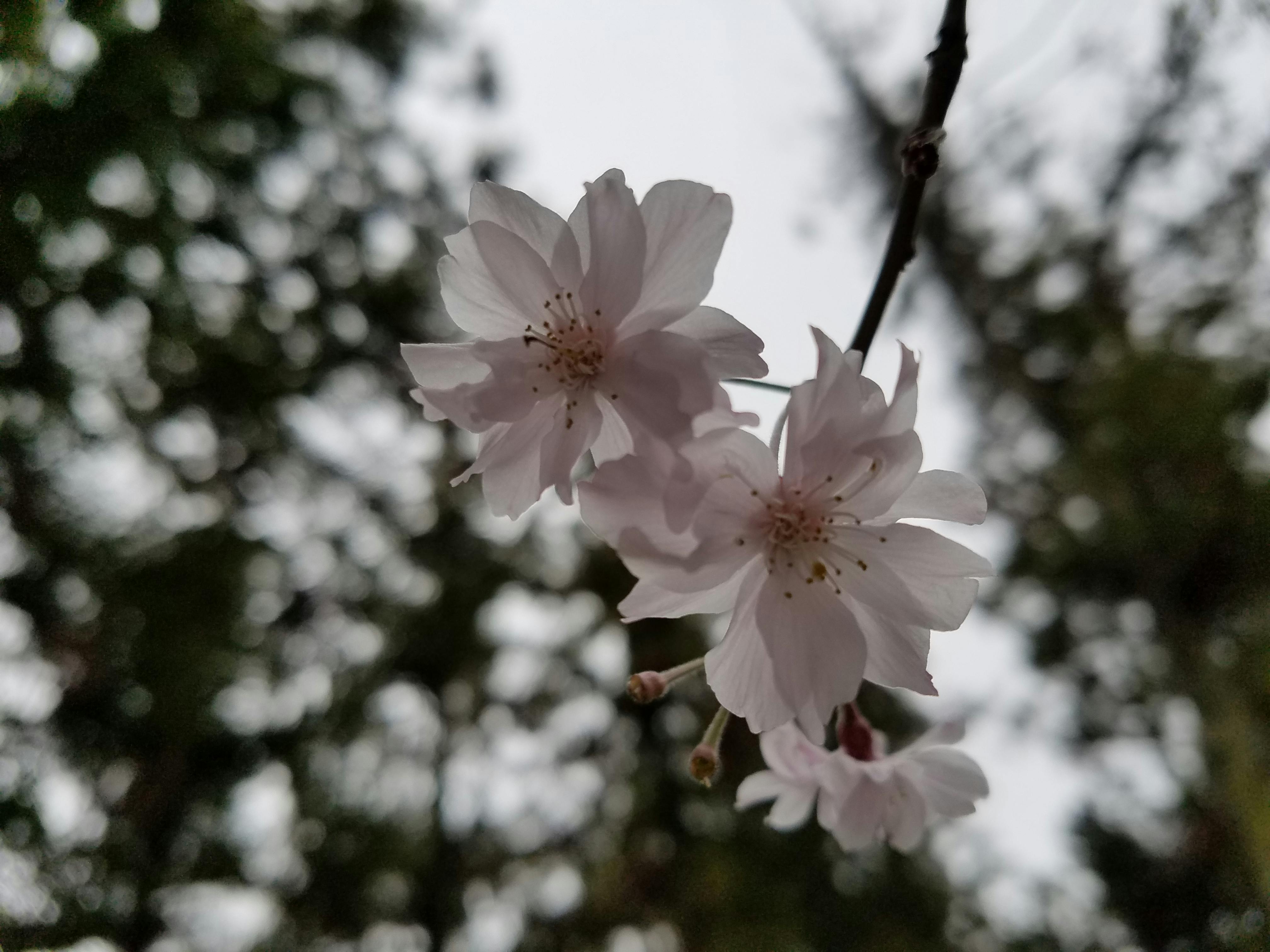 Free stock photo of sakura 
