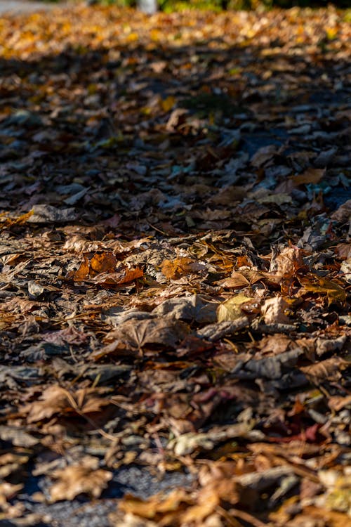 Brown Dried Leaves on Ground