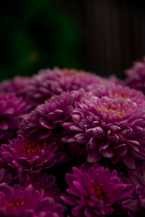 Free Close-up of vibrant purple chrysanthemums showcasing their lush petals in all their glory. Stock Photo