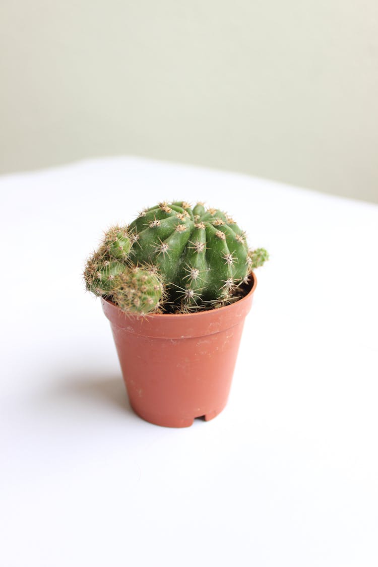 Cactus In Pot