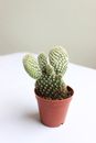 Green Cactus in Brown Clay Pot
