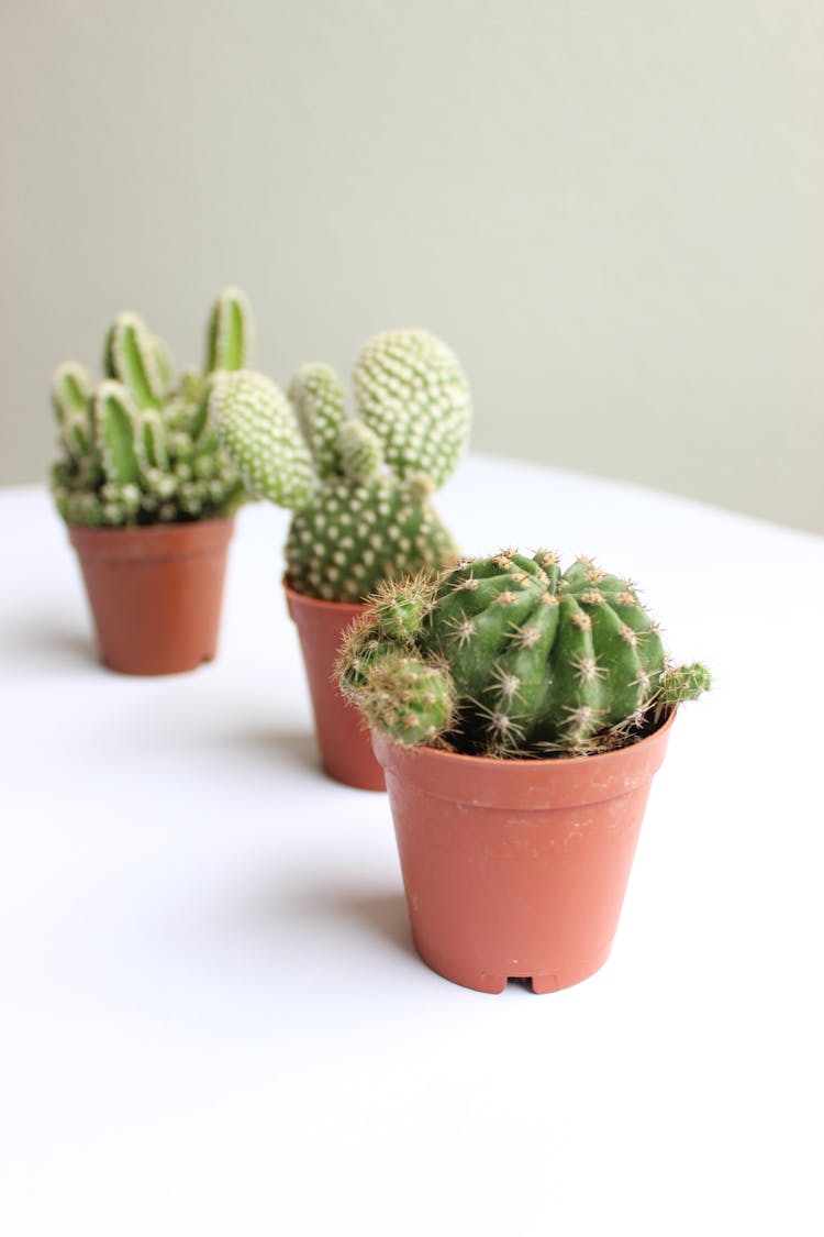 Potted Cactuses 