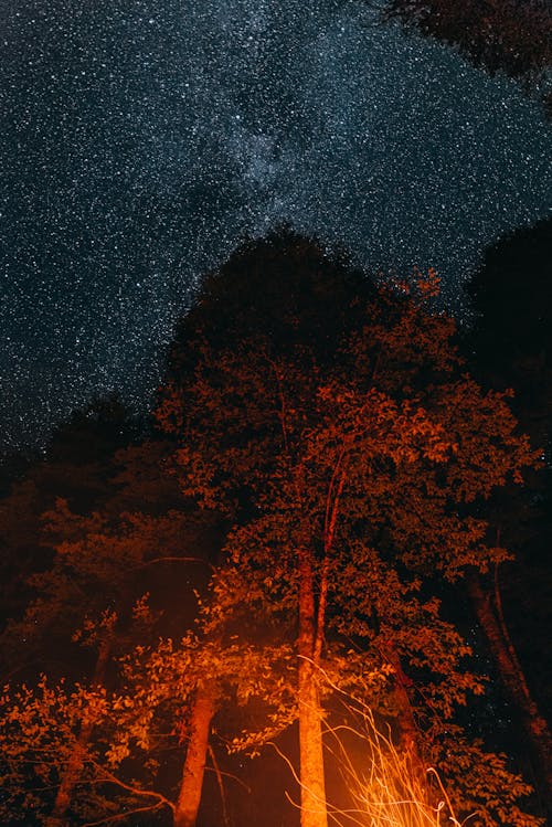Foto profissional grátis de árvores, céu estrelado, leve