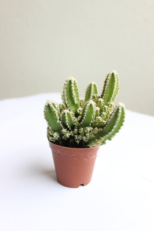 Free Green Cactus Plant on Brown Clay Pot Stock Photo