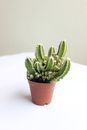 Green Cactus Plant on Brown Clay Pot