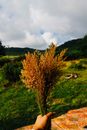 Green and Brown Trees Under Cloudy Sky
