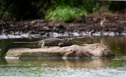 Free Brown Crocodile on a Rock on Body of Water Stock Photo