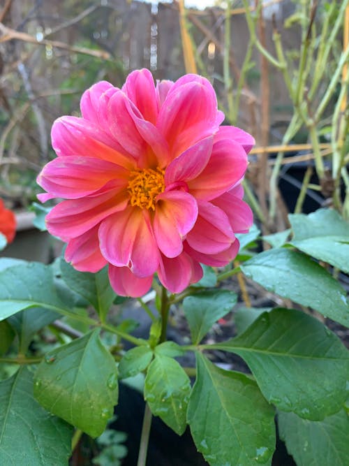 Photos gratuites de fleur, fleur épanouie, pivoine