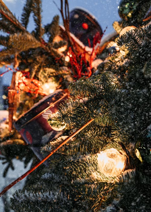 Christmas Decoration on Conifer