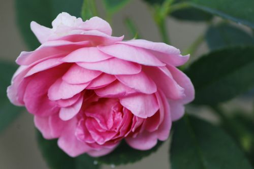 Free Close-up of a vibrant pink garden rose in full bloom with lush green leaves. Stock Photo