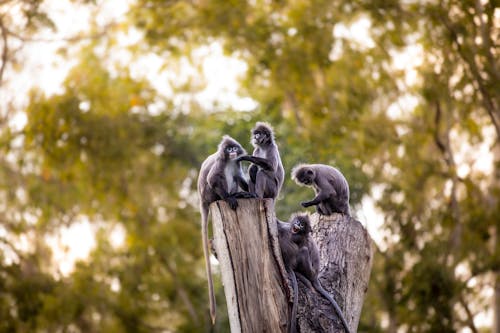 Baby Monkeys on Tree Trunks