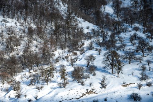 Free A scenic aerial view of a frosty, snow-covered forest with leafless trees, captured in winter. Stock Photo