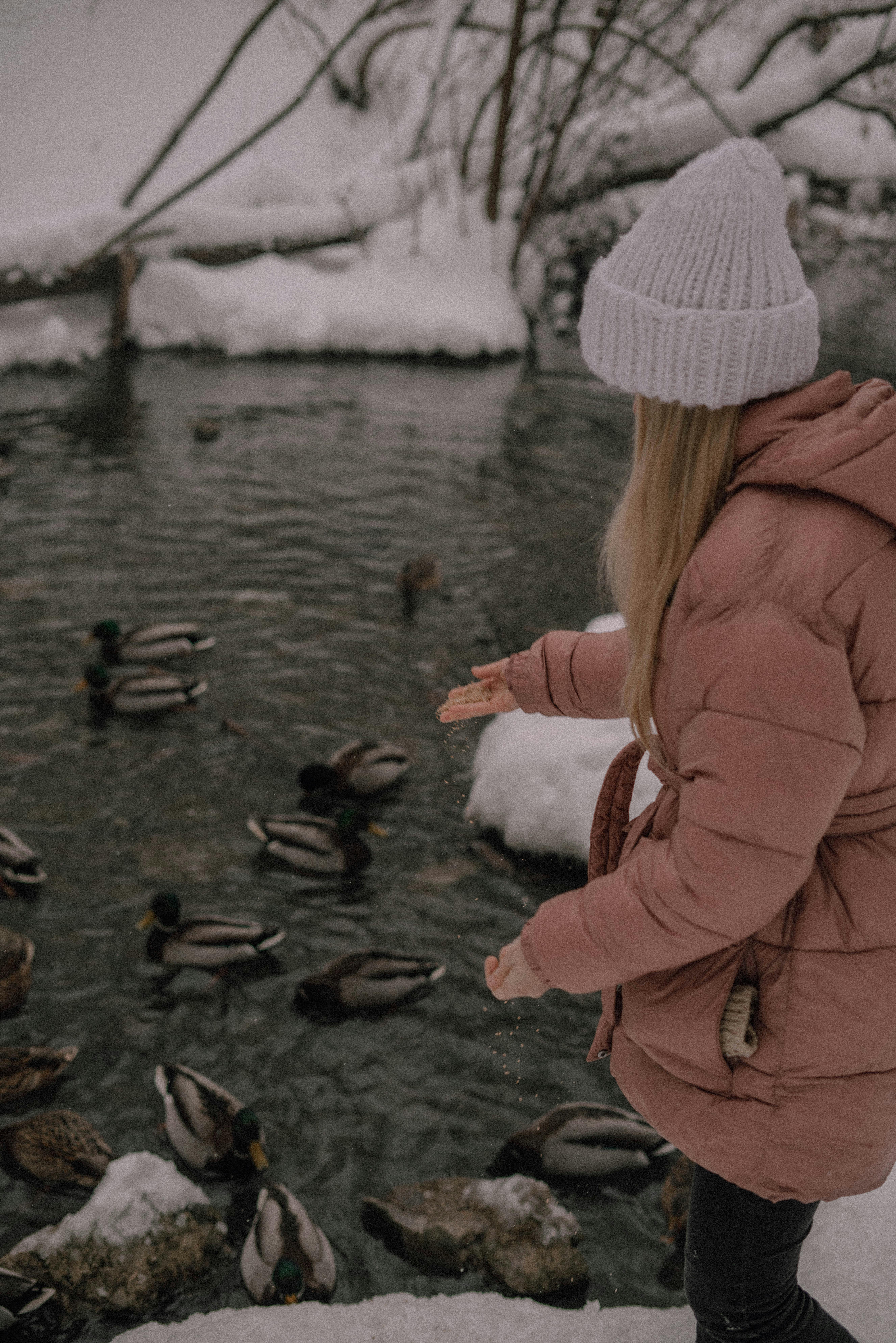 A woman feeds ducks on a snow-covered riverbank, creating a serene winter wildlife scene.