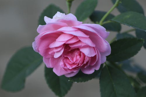 무료 꽃이 피는, 꽃잎, 분홍 장미의 무료 스톡 사진