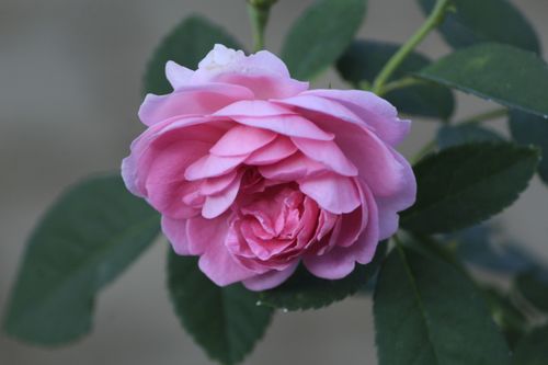 Free Vibrant pink rose in full bloom with lush green leaves, captured in daylight. Stock Photo