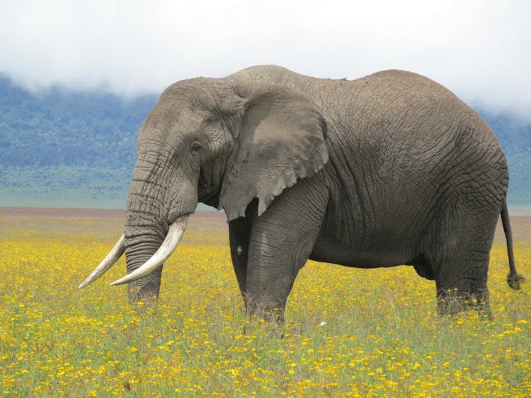 Elephant Standing In Meadow