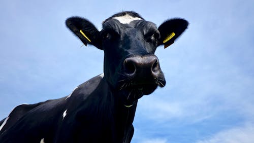 Low Angle Shot of a Cow 