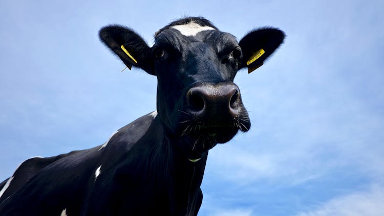 Low Angle Shot Of A Cow 