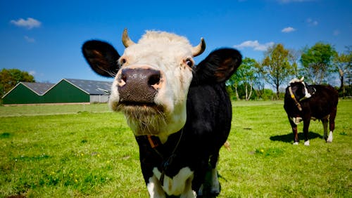 Immagine gratuita di bestiame, faccia di mucca, mucca