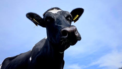 Gratis stockfoto met hollands, koe, koe gezicht