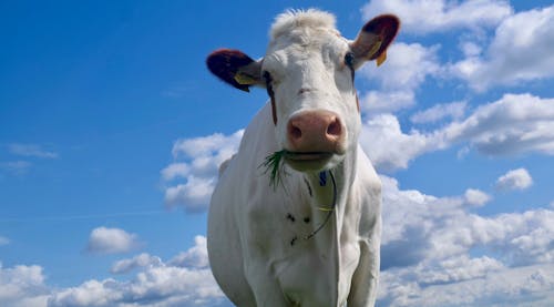 Free Gratis stockfoto met beest, blauwe lucht, boerderij Stock Photo