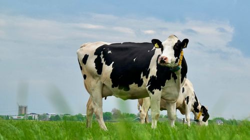Free Holstein cows grazing in a lush green pasture under a clear blue sky on a sunny day. Stock Photo