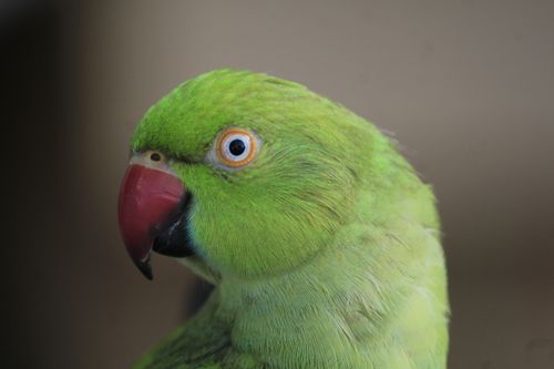 Free Close-up of a vibrant green parakeet, showcasing detailed feathers and vivid colors. Stock Photo