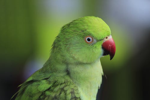 Free A Green Parrot in Close-up Shot Stock Photo