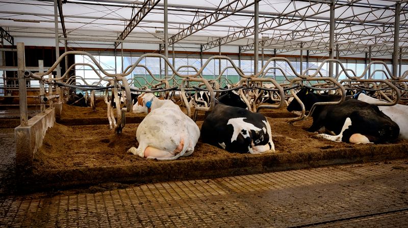 Dairy cattle resting inside a modern barn