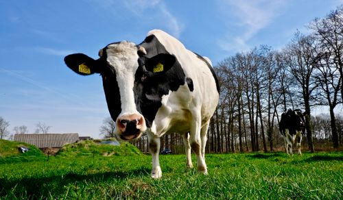 Free A Holstein Friesian cow grazes in a sunny pastoral setting. Rural countryside farm life. Stock Photo