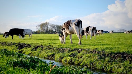 Immagine gratuita di bestiame, faccia di mucca, mucca