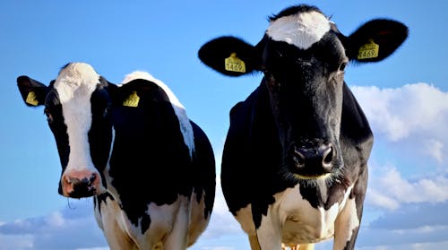 Gratis stockfoto met hollands, koe, koe gezicht