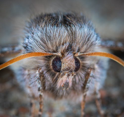 Close-up Photo of Gray Insect