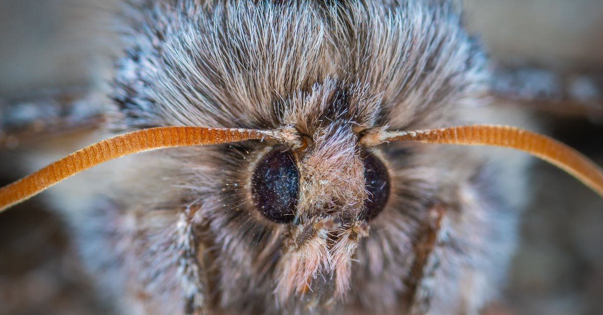 Close-up Photo of Gray Insect · Free Stock Photo