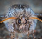 飞蛾的触角和眼睛细节丰富，其复杂的宏观视图展现了野生动物的美丽