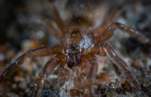 免費 棕色和黑色蜘蛛的焦點照片 圖庫相片