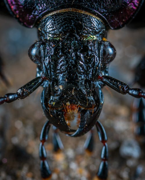 Closeup Photo of Black Insect