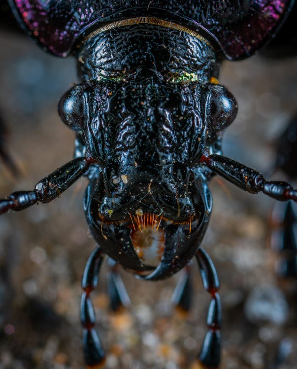 Free Closeup Photo of Black Insect Stock Photo