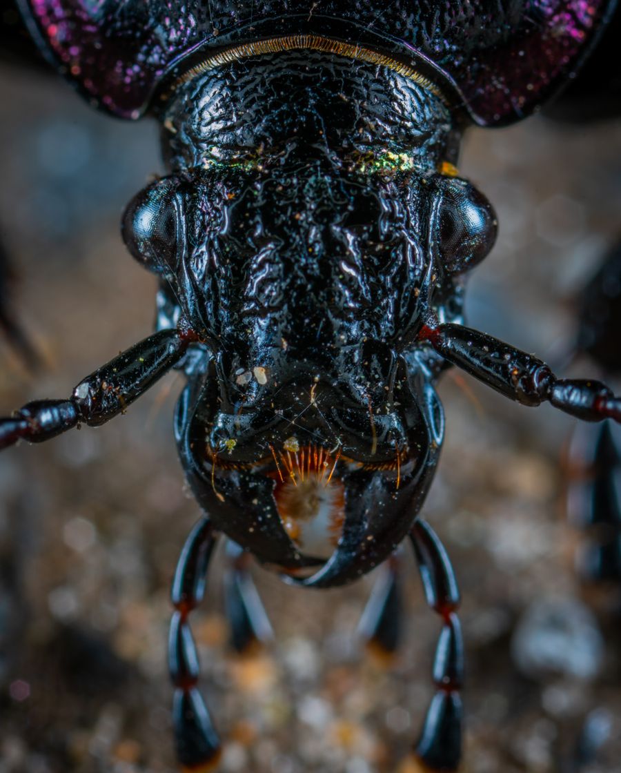 Detailed macro photograph of a beetle showing its exoskeleton texture