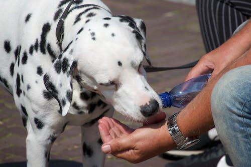 A Man Giving Water to a Dalmatian