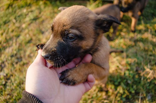 Free A Person Holding Brown Short Coated Puppy Stock Photo