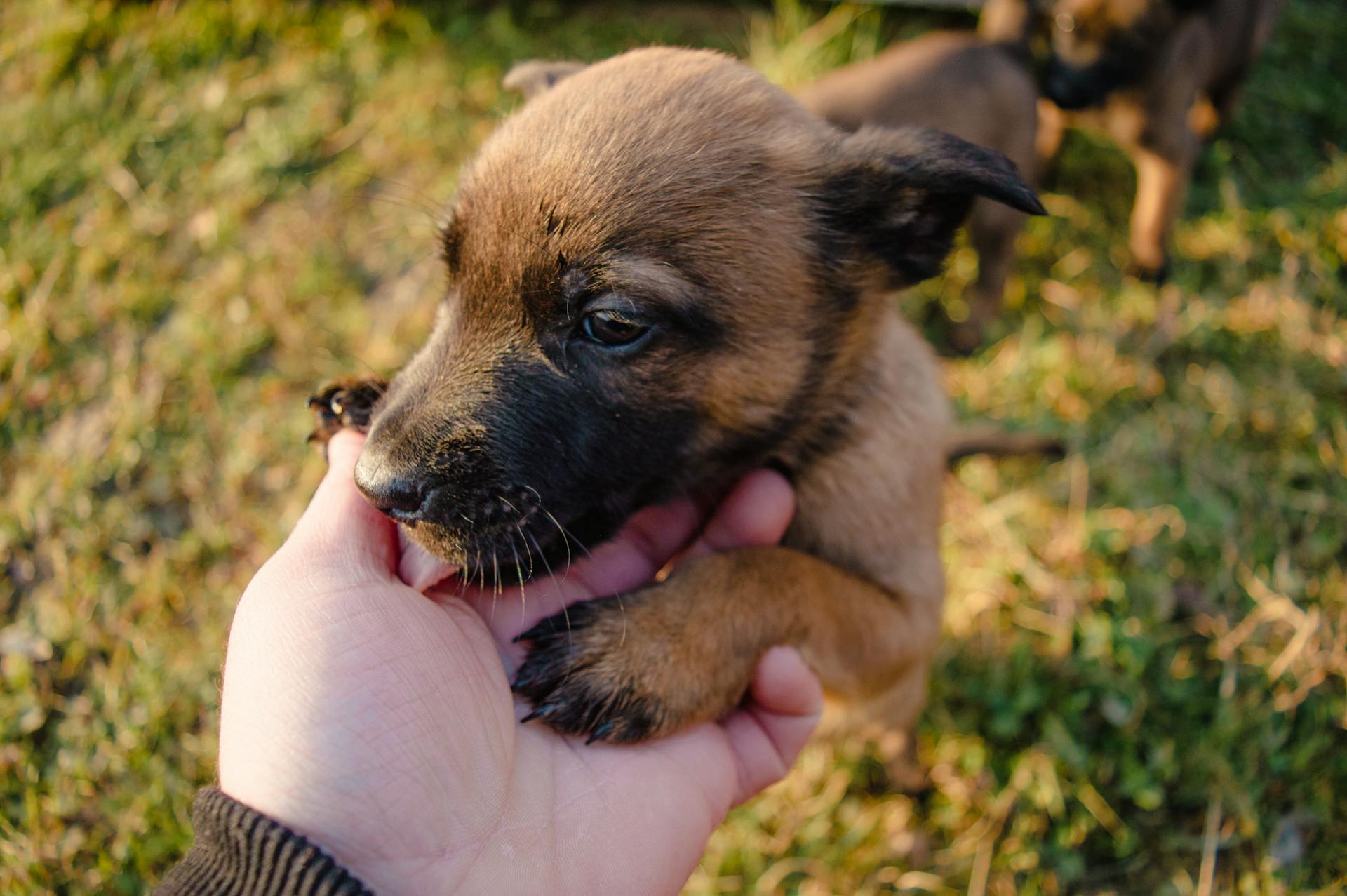 Een persoon die een bruine puppy vasthoudt