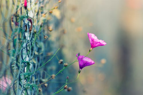 Purple Petaled Flowers on Grey Cyclone Fence Selective Focus Photography