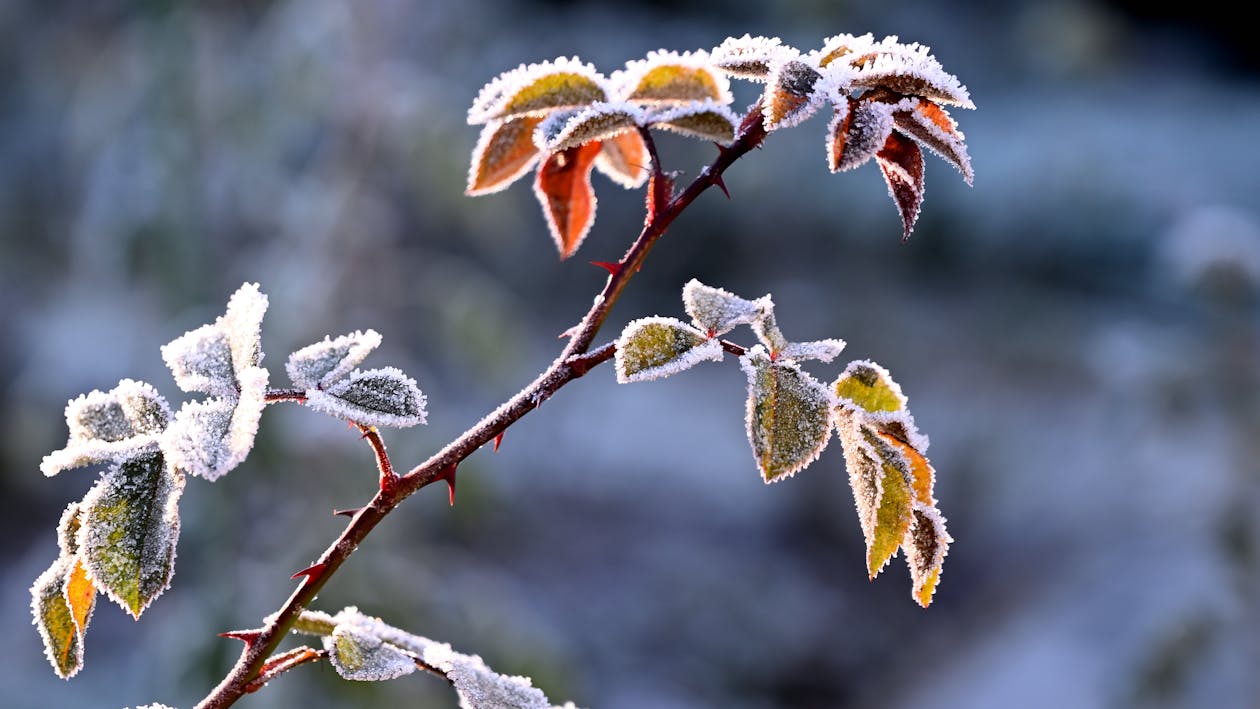 Close-up of a Rose Plant in Frost