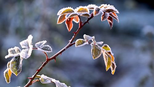 Free Close-up of a frost-covered rose stem with vibrant leaves against a blurred background. Stock Photo