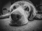一张感人的黑白特写，一只狗在室内睁着深情的眼睛