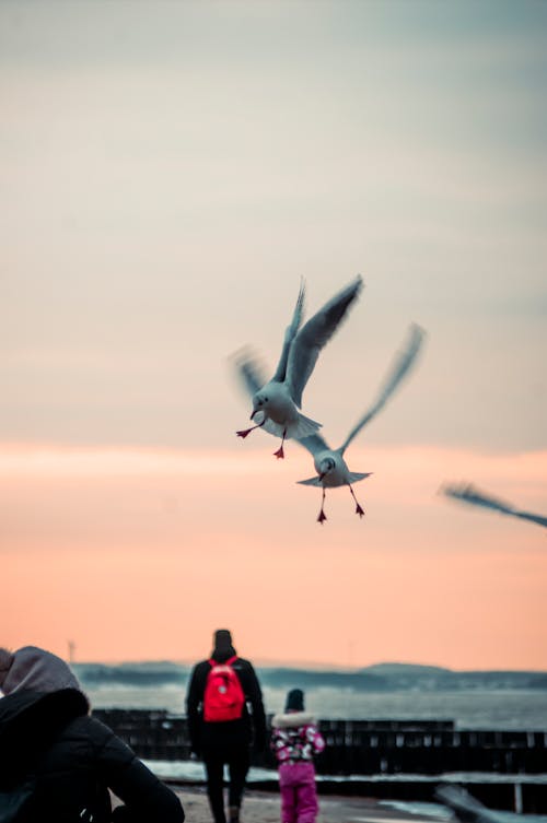 Seagulls in Seaside